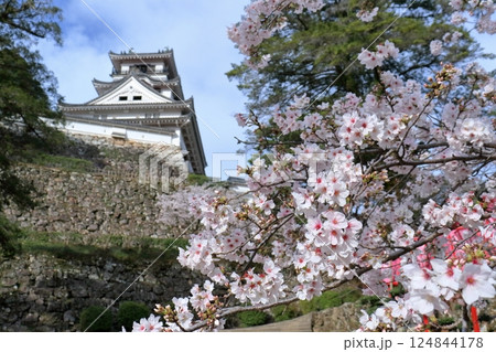 高知城でお花見 (高知県 高知市) 高知城でお花見 (高知県 高知市) 124844178