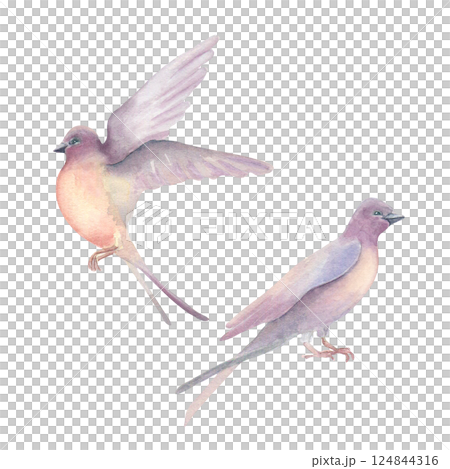 Swallows in soft pastel tones flying and sitting watercolor illustration isolated on white. Delicate martin birds long tail hand drawn for spring designs, wedding stationery, prints, cards, books. 124844316