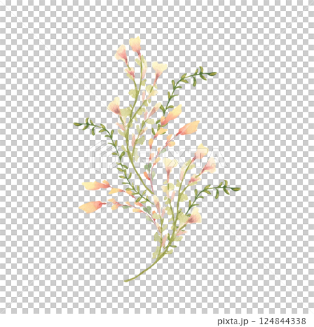 Snapdragon watercolor floral element in soft peach yellow tones isolated on white. Wildflowers bunch small flowers hand drawn botanical sketch. Fresh spring design for greeting card, stationery. 124844338