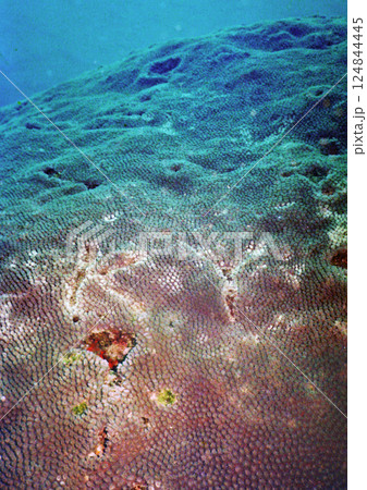 削られたKY事件のアザミサンゴ 124844445