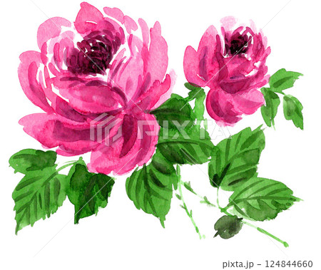 水彩で描いたピンクの薔薇25409pix7 124844660