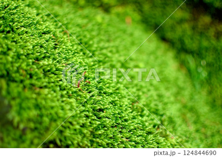 鮮やかな緑色の苔のクローズアップ 鮮やかな緑色の苔のクローズアップ 124844690
