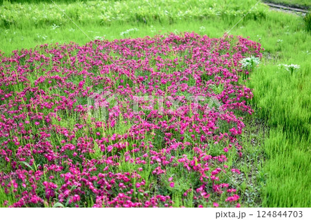 田園に咲くれんげ草の群生 田園に咲くれんげ草の群生 124844703