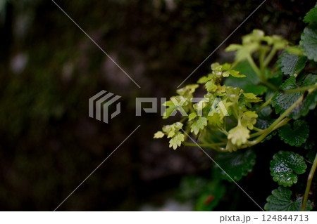 苔むした岩に咲く小さな黄緑の草花 124844713