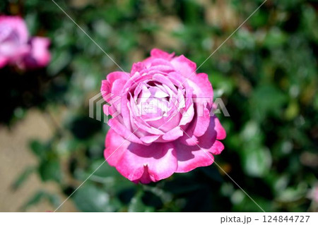 日差しの下で咲くピンク色のバラのクローズアップ 124844727
