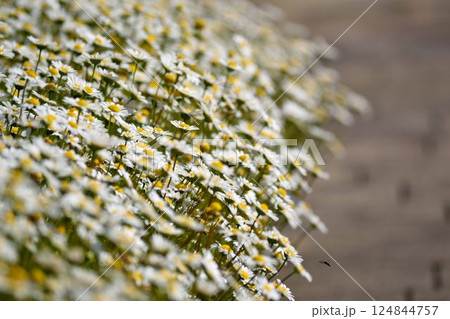 白と黄色の花が一面に咲く春の花畑の風景 124844757