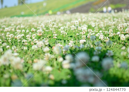 シロツメクサが一面に咲く明るい草原の風景 シロツメクサが一面に咲く明るい草原の風景 124844770
