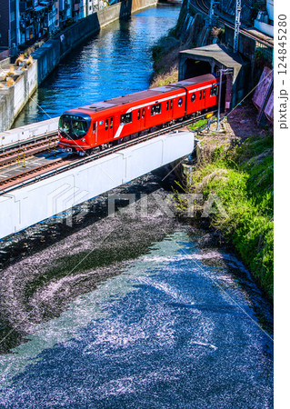 日本の東京都市景観 新景。御茶ノ水駅前の聖橋から渦巻く花筏と丸ノ内線2000系。二度とない光景… 124845280