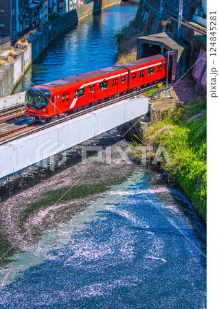 日本の東京都市景観 新景。御茶ノ水駅前の聖橋から渦巻く花筏と丸ノ内線2000系。二度とない光景… 124845281