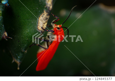 red long-horned beetle, Aristobia approximator, beetle on plant 124845377