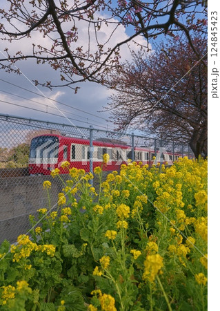 春の満開の桜と菜の花の間を走る電車 春の満開の桜と菜の花の間を走る電車 124845423