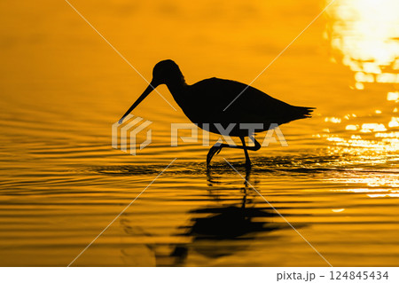 朝焼けの中のオグロシギ 124845434