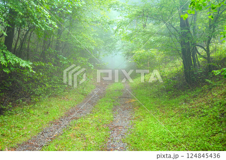 新緑と朝霧が漂う山道【長野県】 124845436