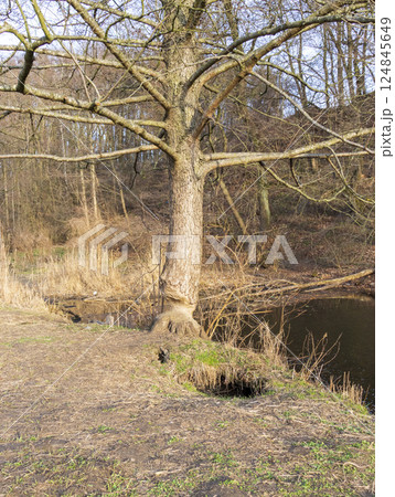 Shot of the tree gnawed by beaver 124845649