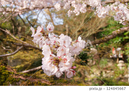 桜の花の咲く頃 桜の花の咲く頃 124845667