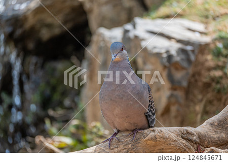 ヤマバト（キジバト） 124845671