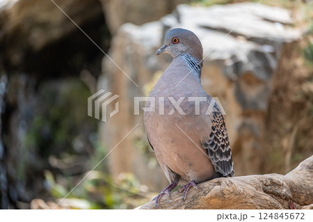 ヤマバト（キジバト） 124845672