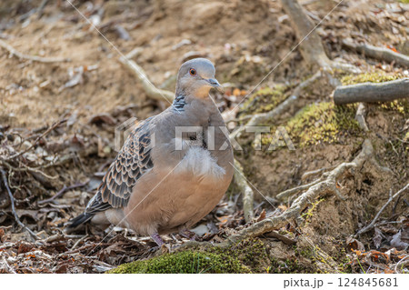 ヤマバト（キジバト） 124845681