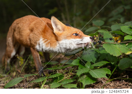 Portrait of a red fox eating blackberries in forest Portrait of a red fox eating blackberries in forest 124845724