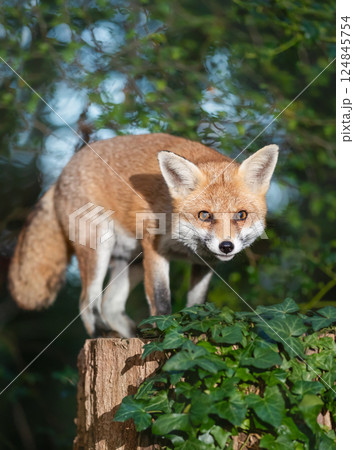 Portrait of a cute red fox standing on a tree stump in a forest Portrait of a cute red fox standing on a tree stump in a forest 124845754