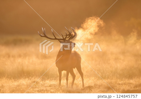 Red deer stag calling at sunrise during the rut in autumn Red deer stag calling at sunrise during the rut in autumn 124845757
