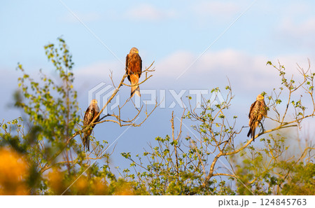 Group of Red kites perched in a tree against blue sky 124845763