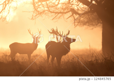Silhouette of red deer stags at sunrise Silhouette of red deer stags at sunrise 124845765