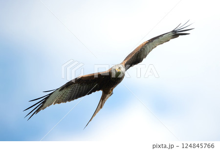 Portrait of a red kite in flight against blue sky Portrait of a red kite in flight against blue sky 124845766