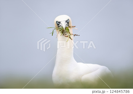 Portrait of a Northern gannet carrying nesting material in its beak Portrait of a Northern gannet carrying nesting material in its beak 124845786