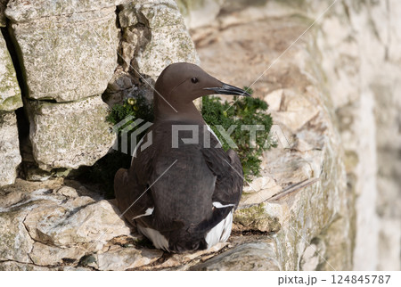 Portrait of a Common guillemot nesting on a sea cliff 124845787
