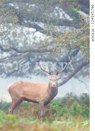 Red deer stag standing in bracken during the rut in autumn 124845796
