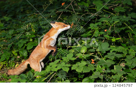 Portrait of a red fox eating rowan berries in a forest Portrait of a red fox eating rowan berries in a forest 124845797