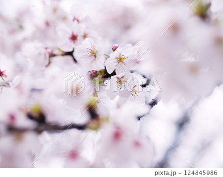 雨風に揺れる桜 雨風に揺れる桜 124845986
