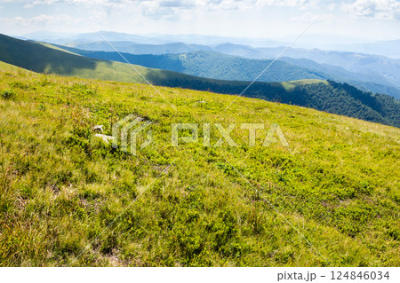 rolling scenery with grassy alpine meadow. spectacular view. scenic carpathian mountain landscape of borzhava ridge. popular travel destination of ukraine on a sunny day in summer. lush alps rolling scenery with grassy alpine meadow. spectacular view. scenic carpathian mountain landscape of borzhava ridge. popular travel destination of ukraine on a sunny day in summer. lush alps 124846034