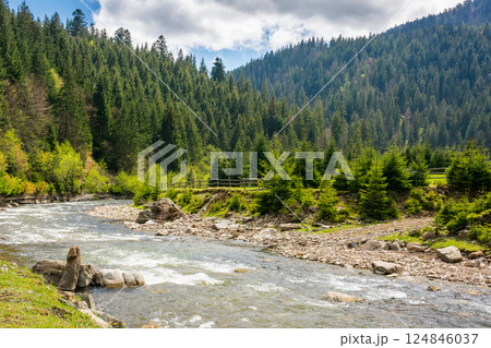 river flowing through green valley in spring. spruce forest on hill. picturesque nature in rural area of carpathian mountains. alpine woodland. calm day for travel ukraine under blue sky with clouds river flowing through green valley in spring. spruce forest on hill. picturesque nature in rural area of carpathian mountains. alpine woodland. calm day for travel ukraine under blue sky with clouds 124846037