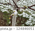 Tree branch with early buds covered in snow in a garden during a surprising spring snowfall 124846051