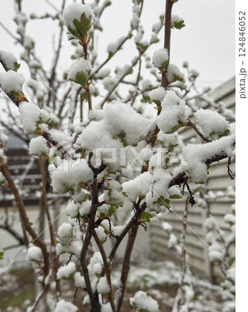 A spring bush with emerging leaves covered in snow after a sudden temperature drop and late frost A spring bush with emerging leaves covered in snow after a sudden temperature drop and late frost 124846052