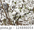 Closeup of green shrub with leaves and snow during abnormal spring snowstorm 124846054