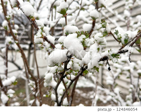 Closeup of green shrub with leaves and snow during abnormal spring snowstorm Closeup of green shrub with leaves and snow during abnormal spring snowstorm 124846054