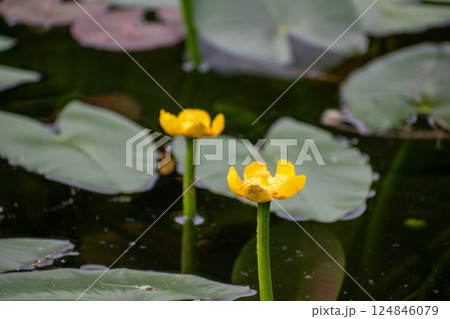 初夏の沼に咲く黄色い花　コウホネ 124846079