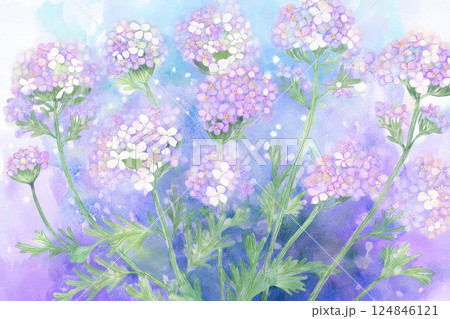 スイートアリッサム　※春の花の背景素材 124846121