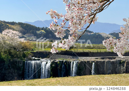 満開の桜と原尻の滝 124846288