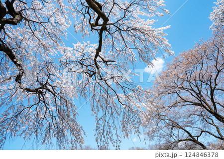 青空と満開の桜 青空と満開の桜 124846378