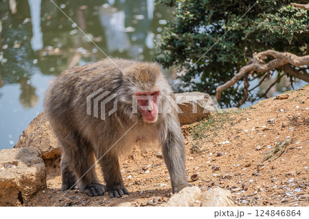 ニホンザル　嵐山モンキーパークいわたやま 124846864