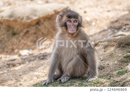 ニホンザル 嵐山モンキーパークいわたやま ニホンザル 嵐山モンキーパークいわたやま 124846869