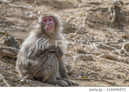 ニホンザル　嵐山モンキーパークいわたやま 124846872