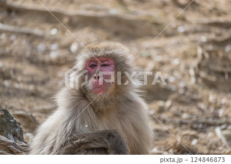 ニホンザル 嵐山モンキーパークいわたやま ニホンザル 嵐山モンキーパークいわたやま 124846873