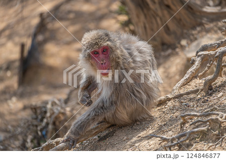 ニホンザル　嵐山モンキーパークいわたやま 124846877
