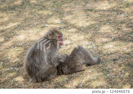 毛繕いするニホンザル　嵐山モンキーパークいわたやま 124846878