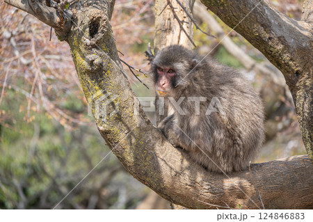 ニホンザル　嵐山モンキーパークいわたやま 124846883